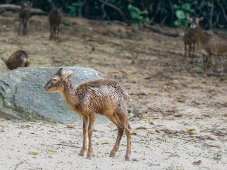 The Sweet Truth: Does Sucralose Sabotage Your Fast?